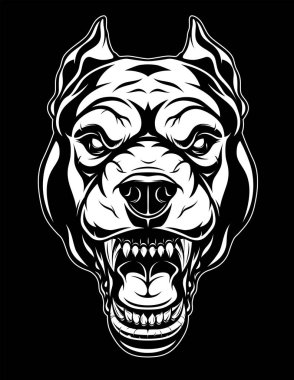 Vahşi Pit Bull kafa