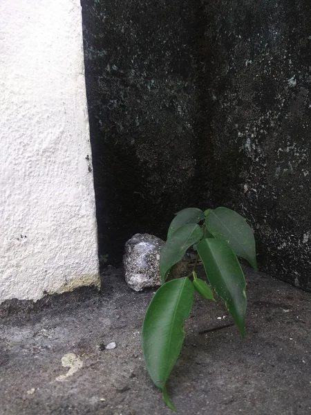 小さな植物を植えた古いレンガの壁に沿って — ストック写真
