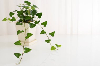 Beyaz arka plan üzerinde izole ev bitkisi