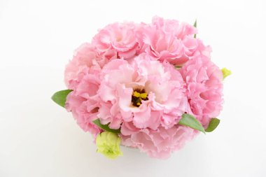 Beyaz arkaplanda izole edilmiş güzel çiçekler