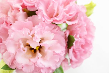 Beyaz arkaplanda izole edilmiş güzel çiçekler