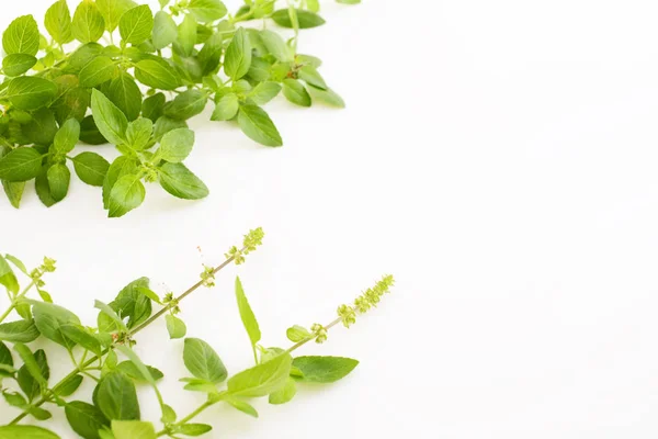 Grønne Blader Hvit Bakgrunn – stockfoto