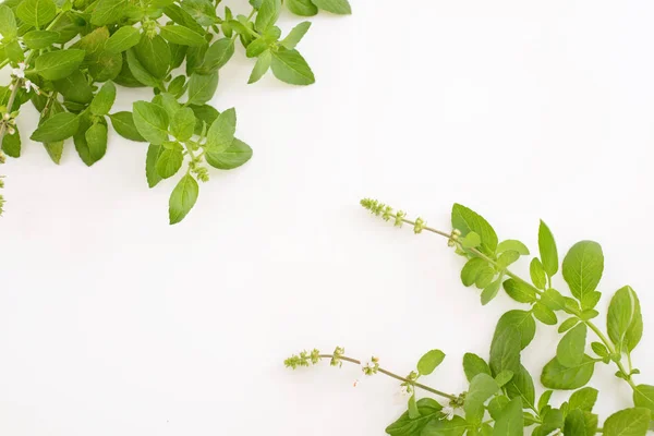 Grønne Blader Hvit Bakgrunn – stockfoto