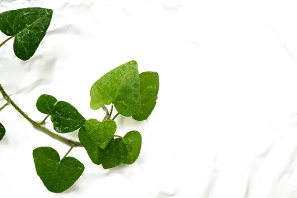 Hojas Verdes Con Fondo Burbujas Agua — Foto de Stock