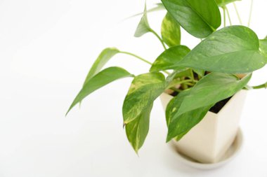 Beyaz arka plan üzerinde izole ev bitkisi