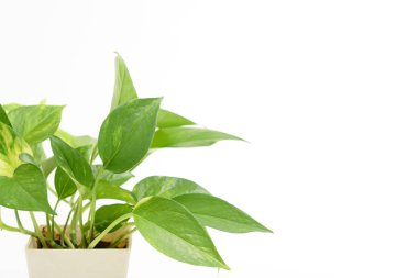 Beyaz arka plan üzerinde izole ev bitkisi