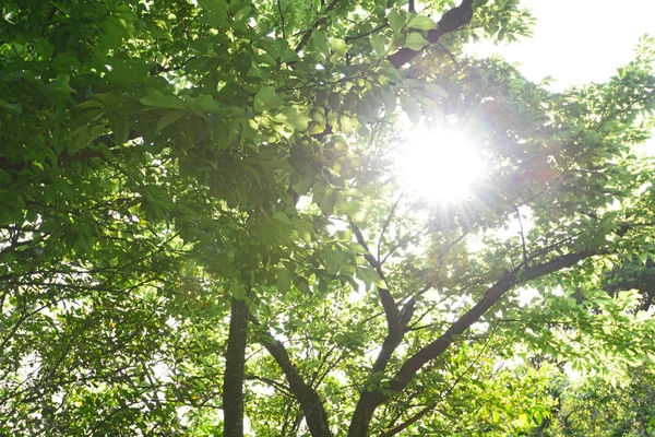 Sunlight Filtering Trees — Stock Photo, Image