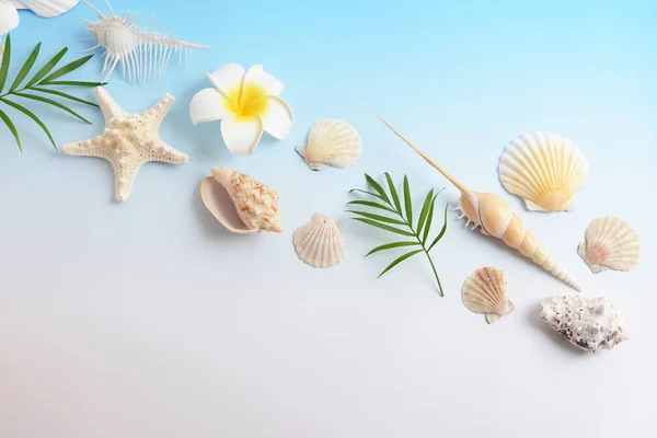 Seashells Flowers Isolated Blue Background — Stock Photo, Image