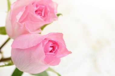 Beyaz arkaplanda izole edilmiş güzel çiçekler