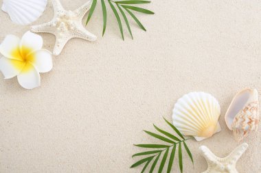 Kumsalda deniz kabukları