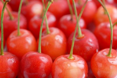 Bir kasede taze kirazlar