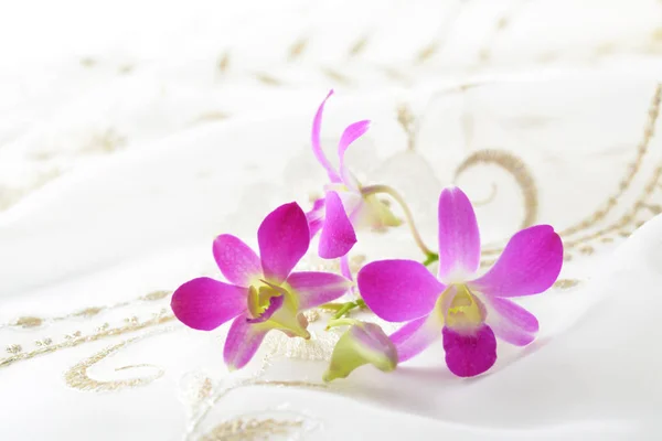 Pozadí Nádherné Kvetoucí Květy Orchidejí — Stock fotografie