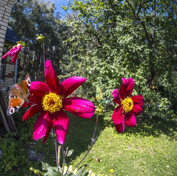 A European Peacock Butterfly perches on a red dahlia flower growing near private brick house in Moscow region Russia