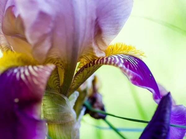 Close-up of a purple petal and yellow stamens of a bearded iris — Stock Photo, Image