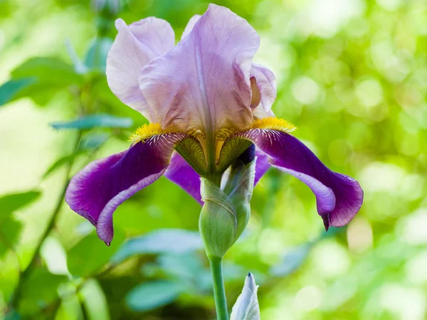 Purple and yellow bearded iris flower in bloom on a light green — Stock Photo, Image