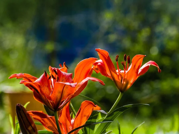 Lírio híbrido asiático amarelo-vermelho colorido perto no bok borrado — Fotografia de Stock