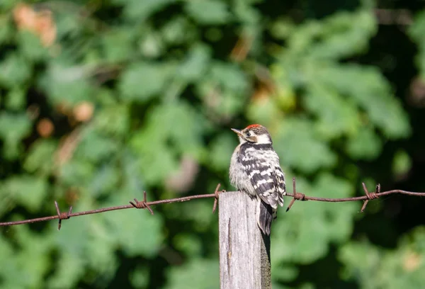 Pájaro carpintero con manchas menores sentado en una cerca de alambre de púas de madera — Foto de Stock