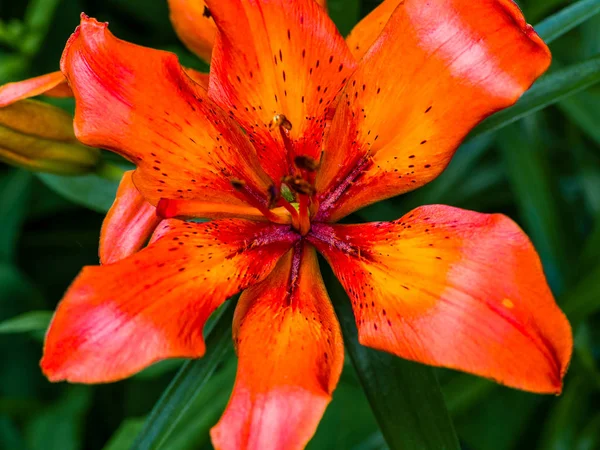 Colorful yellow-red  Asiatic hybrid lily close up — Stock Photo, Image