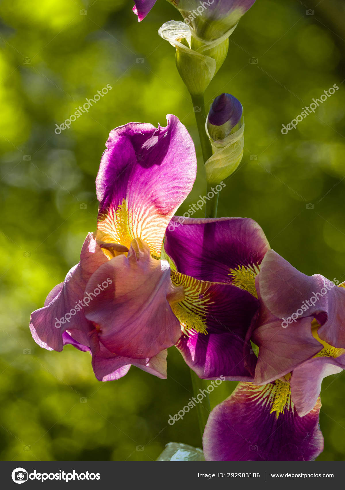 Purple And Yellow Bearded Iris Flower In Bloom On Dark Green Blu Stock Photo C Drserg 292903186