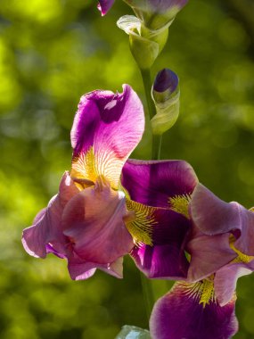 Mor ve sarı sakallı iris çiçek koyu yeşil blu üzerinde çiçek