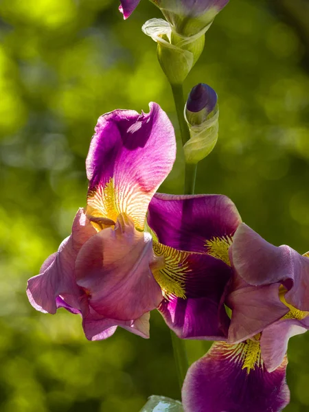 Mor ve sarı sakallı iris çiçek koyu yeşil blu üzerinde çiçek