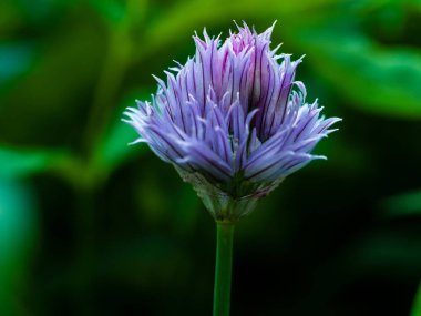 Koyu yeşil backg üzerinde çiçek açan taze mor frenk soğanı çiçek kapatın