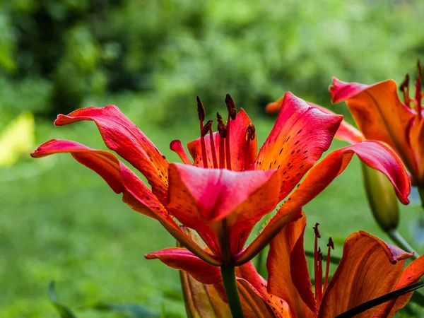 Colorful yellow-red  Asiatic hybrid lily close up on blurred bok — Stock Photo, Image