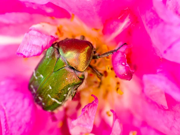 Close up rose chafer golden green beetle on a rose flower — Stock Photo, Image