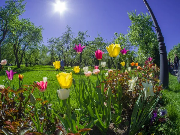 Moscow, Russia - May 5, 2018: People walk at colorful blooming tulips bed in Kolomenskoye park in Moscow, Russia on May 5, 2018 — Stockfoto