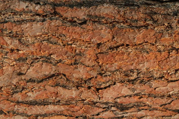 Bark Tree — Stock Photo, Image