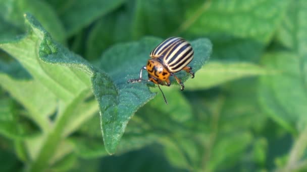 Escarabajos de Colorado en planta de papa . — Vídeos de Stock