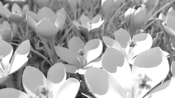 Campo Interminable Flores Blancas Looping Sin Costuras Animación — Vídeo de stock