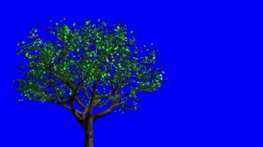 Leaves Appear On The Tree, They Turn Yellow And Then Fall Off. Concept Of Changing Of The Seasons From Spring To Autumn. Blue Screen. 3D Animation.