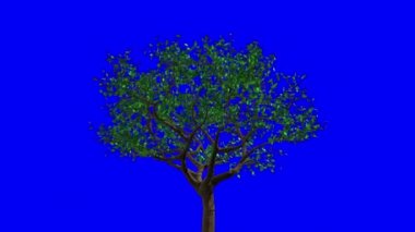 Ağaçta yapraklar beliriyor, sarıya dönüyorlar ve sonra düşüyorlar. Mavi Ekran. 3d Canlandırma.