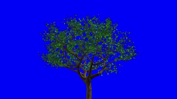 Листья Появляются Дереве Становятся Жёлтыми Затем Падают Голубой Экран Animation — стоковое видео
