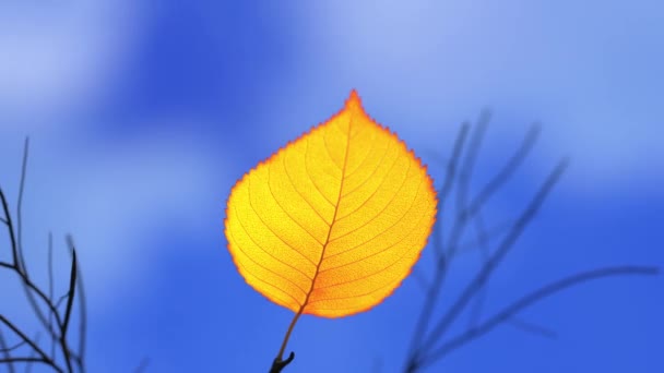 风把树枝上的最后一片黄叶吹向蓝天 — 图库视频影像