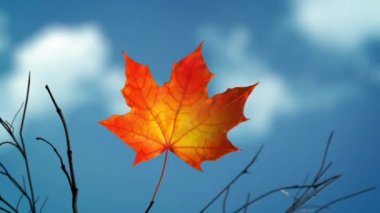Rüzgar son akçaağaç yaprağını dalından koparır ve mavi gökyüzüne taşır.