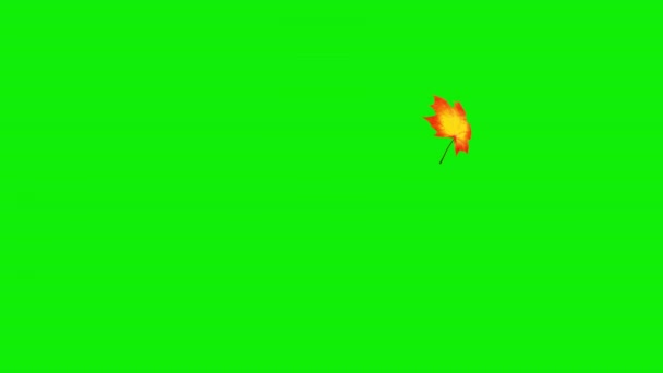 Fallendes Ahornblatt auf grünem Bildschirm — Stockvideo