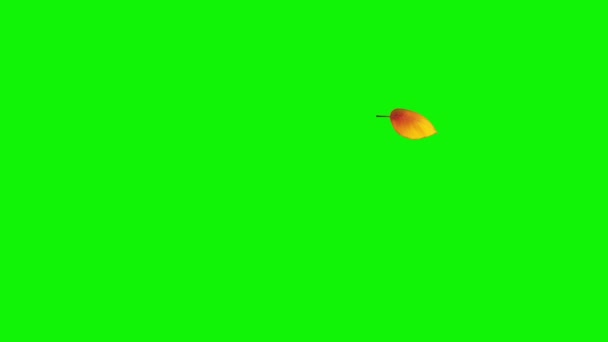 Πτώση κίτρινο φύλλο σε πράσινη οθόνη — Αρχείο Βίντεο