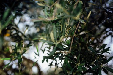 Taze zeytin hasat ve taze hasat yapımında. Doğal ışık ve kompozisyon.