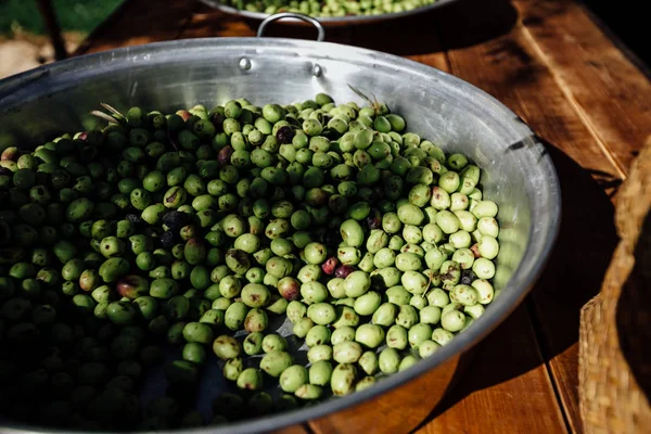 Fresh olives  harvest and in a making of fresh harvest. Natural light and composition.