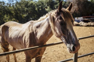 Güzel bir yaz çim yeme ahırda güzel kahverengi atlar.