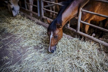 Güzel bir yaz çim yeme ahırda güzel kahverengi atlar.