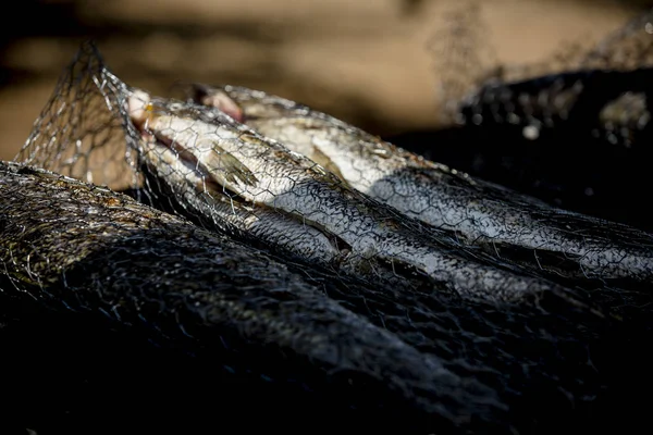 Готовлю Деликатесы Рыба Овощи Рыба Гриль Авокадо — стоковое фото