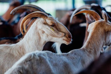Keçi doğal çiftlik var. Süt ve peynir vermeye büyür.