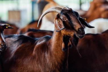 Keçi doğal çiftlik var. Süt ve peynir vermeye büyür.