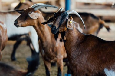 Keçi doğal çiftlik var. Süt ve peynir vermeye büyür.
