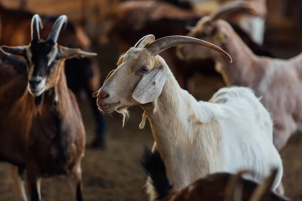 Koza Jest Naturalne Farmy Powiększa Się Aby Dać Mleko Ser — Zdjęcie stockowe