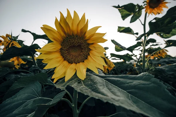 Sonnenblume Der Natur Tageslicht — Stockfoto