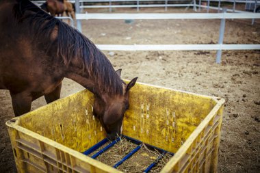 Güzel bir yaz çim yeme ahırda güzel kahverengi atlar.
